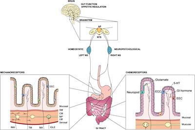 Dissecting the Role of Subtypes of Gastrointestinal Vagal Afferents